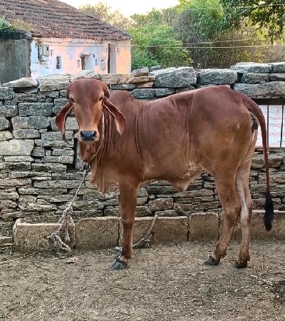 ઓરિજનલ ગીર વાછડી
