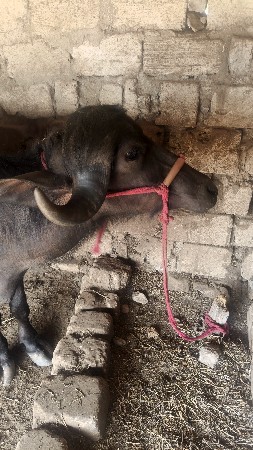 3 વરશ‌ નિ ખડાય