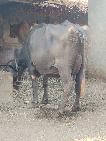 પાસમહીનાનીગાભણીછે