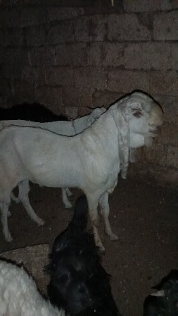રાજસ્થાની બકરો દેવાનો સે