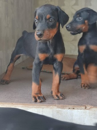 Doberman female vechvna che