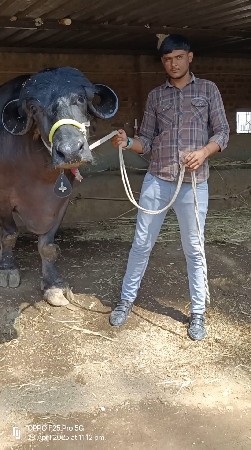 બોવ મોટી ભેંસ વેચવાની