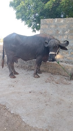 ભેંસ વેચવાની છે
