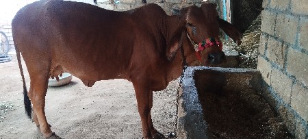 લીલડી કાબરી ગાય કે વાછડી
