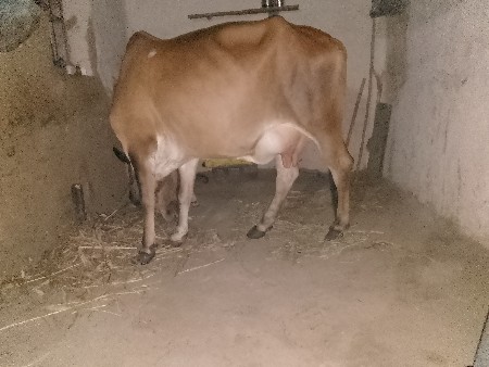દેશી ગાય