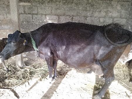 જર્શી ગાય