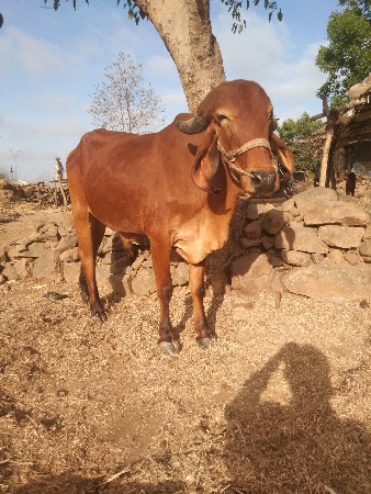 ગોઢલો વેચવાના છે