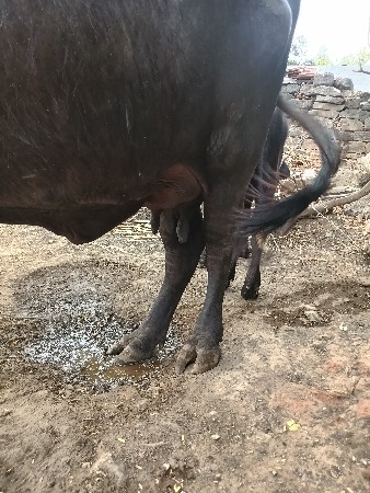 ભેંસ વેચવાની