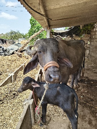 ભેંસ વેચવાની છે વેતર તજુ