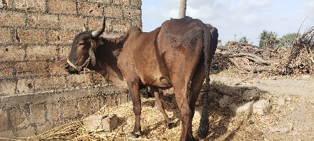 બળદ વેચવાનો છે