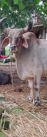 બળદ વેચવા નો છે
