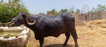 +91 94085 18275  ભેંસ વેચવાની છે