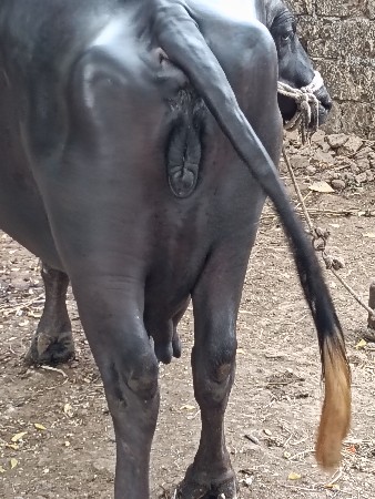 ભેંસ વેચવાની છે