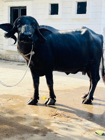 ભેંશ વેચવાની છે