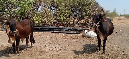 બળદ