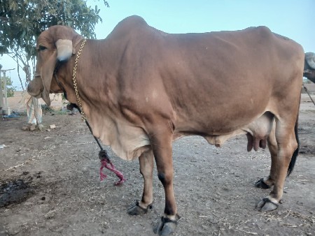 ગાય વેચવાની છે.
