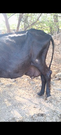 ગાય