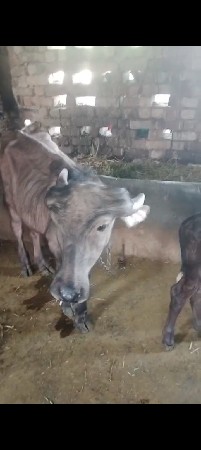 9723197610. ફોન કરો