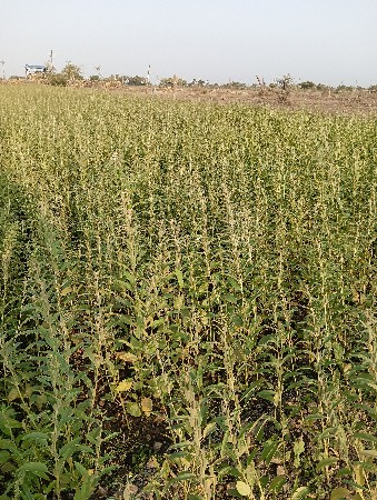 વેશવાની