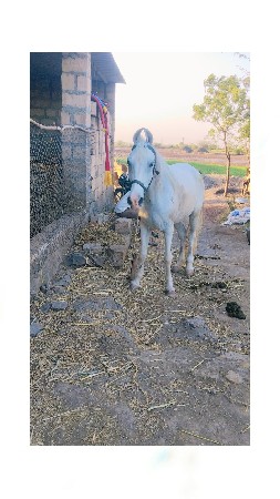2 મહિલા ની સભર છે