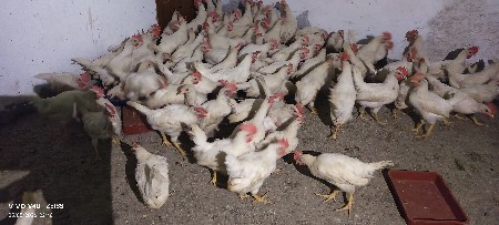 kokret murgha2 thi   3mhina che