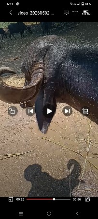 ભેસવેસવાનીસે૪વેતરવિયાહે