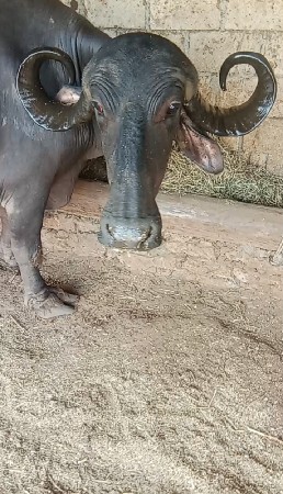 આ ભેંસ વેચવાની છે