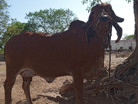 ગાય વેચવાની છે