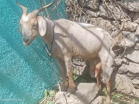 બકરી વેચવાની