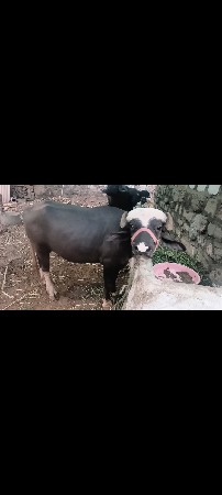 2.5 varas upar na pada