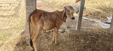 1 વર્ષ ની ગીર વાછરડી આપવાની છે