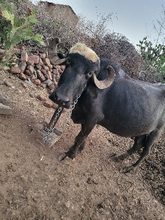 ભેંસ વેચવાની છે