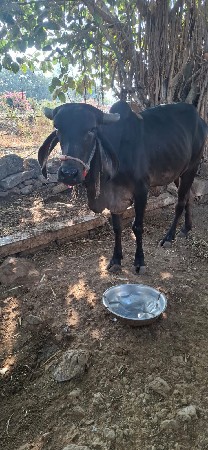 ગાય વેચવાની છે