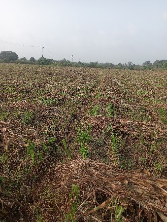 જુવાર નો સારો