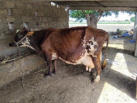 જરસી ગાય વેચવાની છે