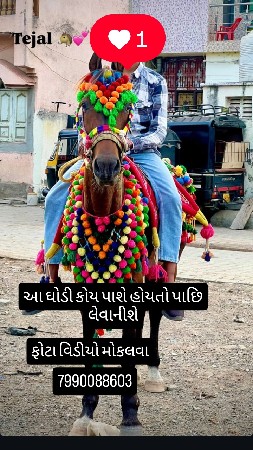 આ ઘોડી કોઈ ભાઈ પાસે હોય તો પાછી