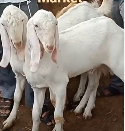 સફેદ આખ ના ઓરિજનલ ગુલાબી બકરા  છે
