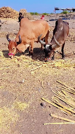 દીદી ધર્મ