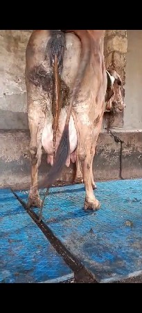 આ ગાય વેસવા ની છે.