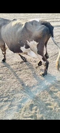 ગાય વેચવાની છે 
૧૦ લીટર દુધ