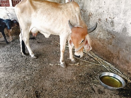 ગાય વેચવાની છે