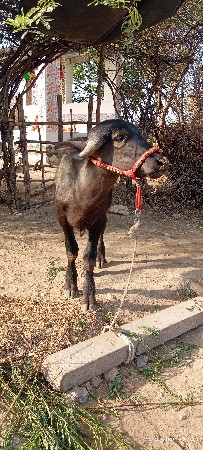 પાડો વેચવાનો છે