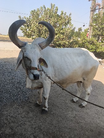 બળદ વેચવાનો છે