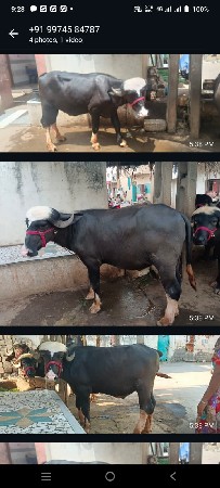 આ. પાડા વેચવાના છૈ