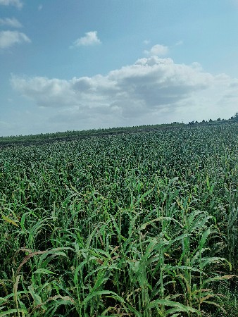 બાજરાનું ડાંગર લીલુ