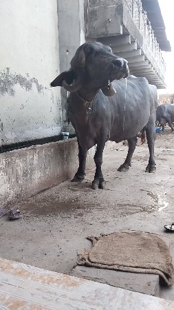 ભેંશ વેચવાની છે.