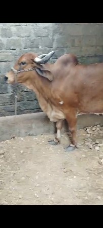 ગાય વેચવાની ગીરગાય