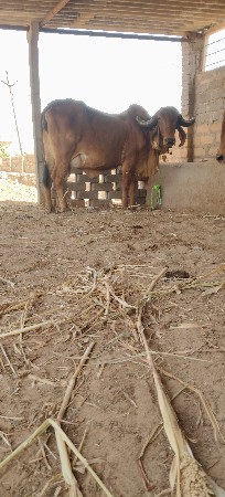 3 વેતર ગાભણ
