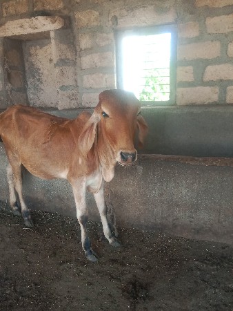 વાંસડી  દેવાની છે