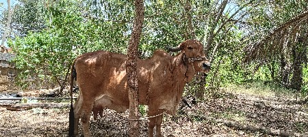 ગાય વેચવા ની છે